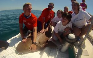 Our volunteers gathered around one of our Nurse Sharks after taking data and measurements, with interns Jake Jerome, team leader David Schiffman, and intern Emily Nelson