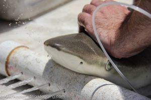 A water pump is placed in the shark’s mouth so that oxygenated seawater can flow over its gills during our quick work-up process. Here, it is evident where the blacknose shark gets its name!