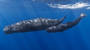 Pictured above: a mother Sperm Whale and her calf swim near the surface. Sperm whales have complex social hierarchies and communicate using various clicking noises called codas