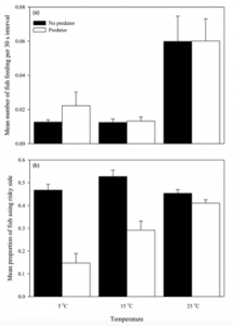 Figure 3. The graphs compare the response of the fathead minnows exposed to different temperatures to the presence and absence of the yellow perch. The top graph (a) shows that temperature did not affect whether the fathead minnows fed at the high-risk feeder or at the low risk feeder. The bottom graph (b) shows that with the predator visibly present, the fathead minnows preferred to feed at the low-risk feeder at cooler water, but in warmer water, they discriminated less between the feeders. 