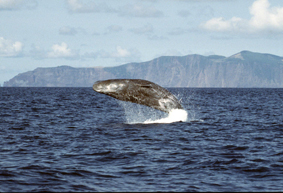 As seen above, a Sperm Whale (Physeter microcephalus) breaching. The head of the sperm whale contains a waxy like substance called spermaceti which it uses to focus and amplify the clicking noises used for communication and echolocation. 