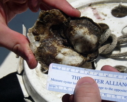 Measurements of Chesapeake Bay oysters taken by NOAA