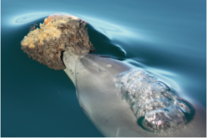 A female bottlenose dolphin with a marine sponge tool in Shark Bay, Western Australia.
