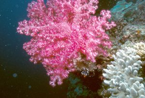 Figure 1. Soft Corals Found on Palau Reef Caption: These are examples of the soft corals (Nephtheidae) that inhabit reefs in Palau. These corals are important for the structure and function of the reefs. Source: Wikimedia Commons
