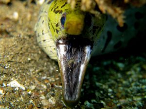 A shrimp cleans inside the mouth of a moray eel.[Source: Wikimedia Commons, photo by Steve Childs (https://commons.wikimedia.org/wiki/File:Moray_Eel_and_Cleaner_Shrimp.jpg)]