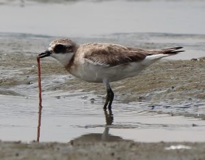 This Japanese coastal bird feeds off a small ragworm, species that are globally collected as bait. When too many worms are removed by collectors, it can have serious consequences for the animals that rely on them for food. (source: https://commons.wikimedia.org/wiki/File%3ACharadrius_mongolus_stegmanni_eating_ragworm.JPG)