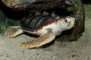 Loggerhead turtle, species who provided the turtle eggs. (Photo from Wikipedia Commons)