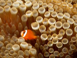 An anemonefish next to an anemone, Entacmaea quadricolor, the kind used in the study. [Wikimedia Commons]