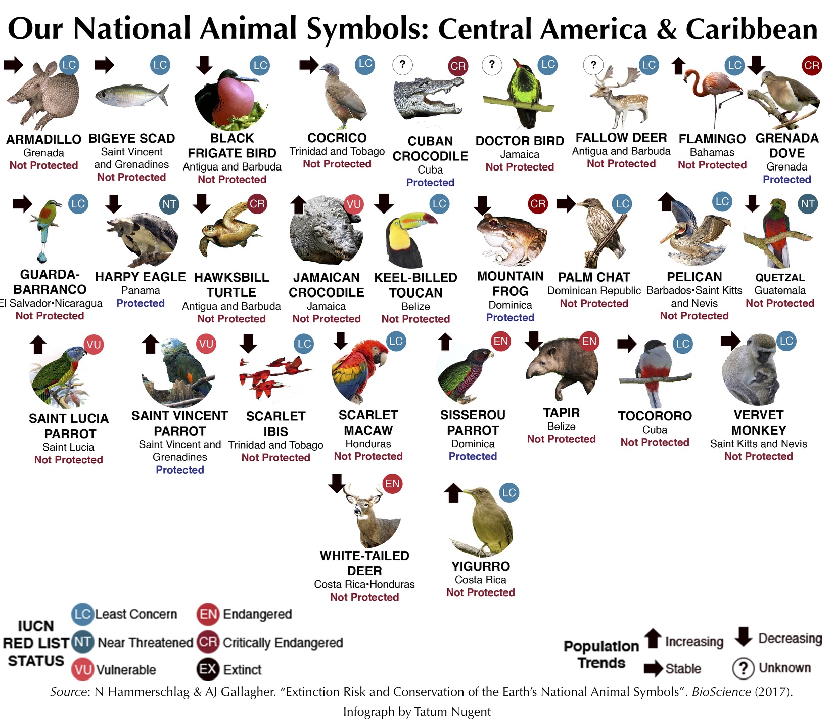 National Animal Symbols: Central America and Caribbean – Shark Research &  Conservation Program (SRC) | University of Miami