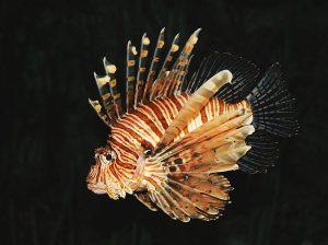 Indo-Pacific Lionfish: Pterois volitans. Popular in the aquarium trade for their superfluous body shape and coloration, Indo-Pacific lionfish pose a threat to invaded areas due to their voracious appetite and extreme reproductive capacity.  Image source: Wikimedia Commons