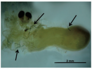 Plastic debris inside a penaeid shrimp, a primary food source for adult Acoupa weakfish (Ferreira et al., 2016)