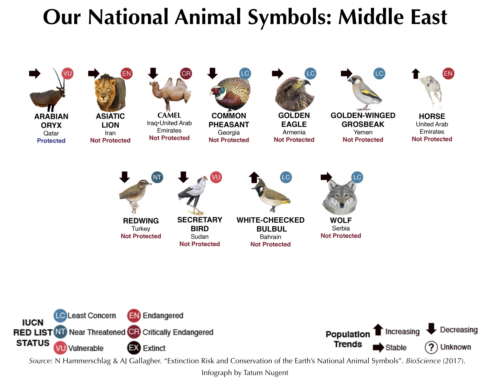 National Animal Symbols: Middle East – Shark Research & Conservation  Program (SRC) | University of Miami