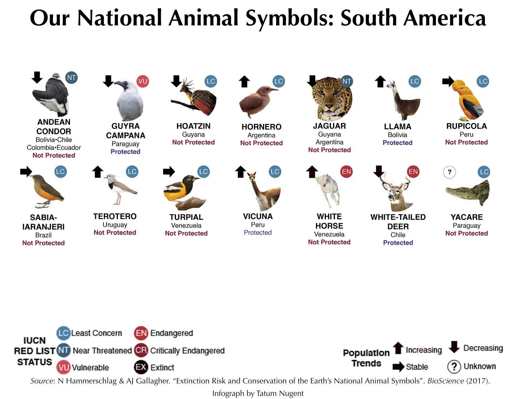 National Animal Symbols: South America – Shark Research & Conservation  Program (SRC) | University of Miami