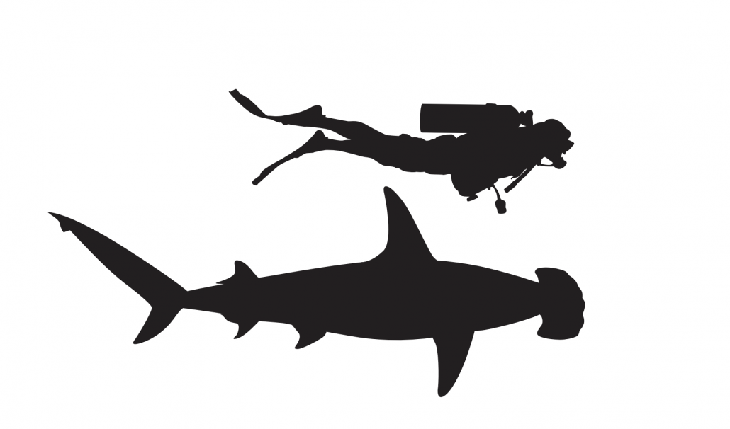 shark, diver size comparison