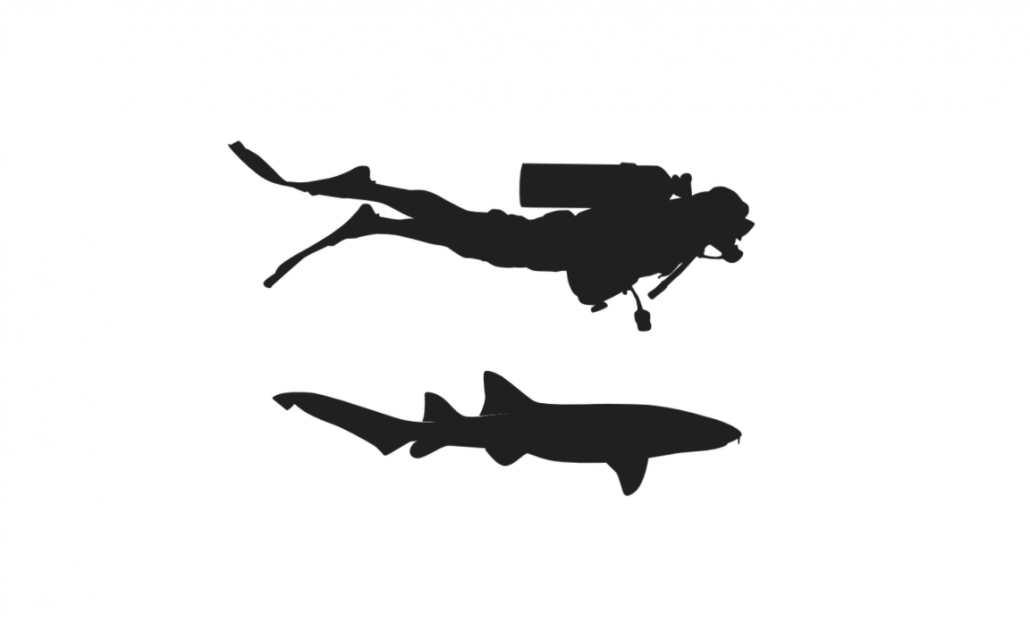 shark-diver size comparison